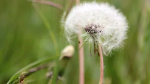Dandelion on the wind Stock Footage 5089309