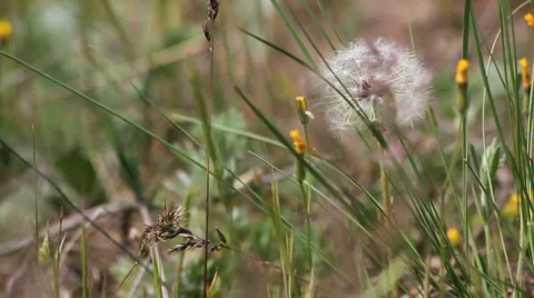 Dandelion on the wind Stock Footage 5089711