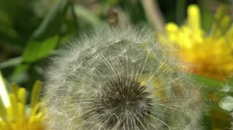 Dandelion in  the wind Stock Footage 10775526