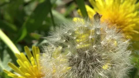 Dandelion in  the wind Stock Footage 10776153