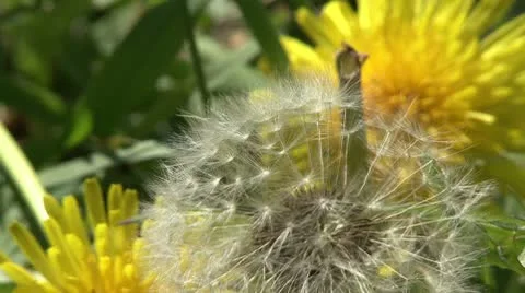 Dandelion in  the wind Stock Footage 10776184