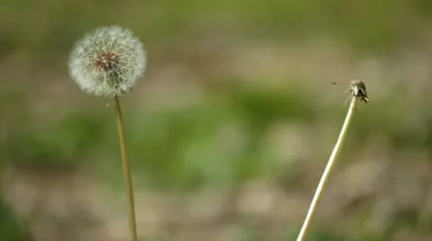 Dandelion In The Wind Stock Footage 21362206