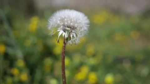 Dandelion in the wind. 스톡 동영상 30589584