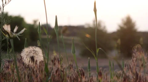 Dandelion on the wind. Video stock 34754188