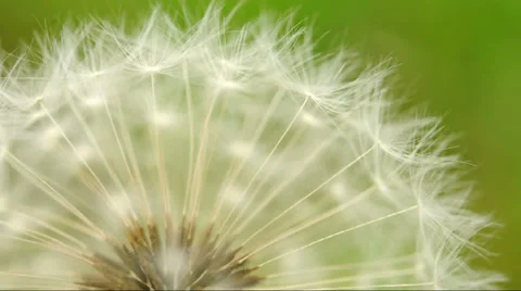 Dandelion in wind Stock Footage 37708198