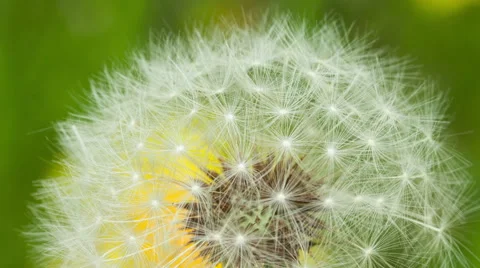 Dandelion in the Wind Stock Footage 50713004
