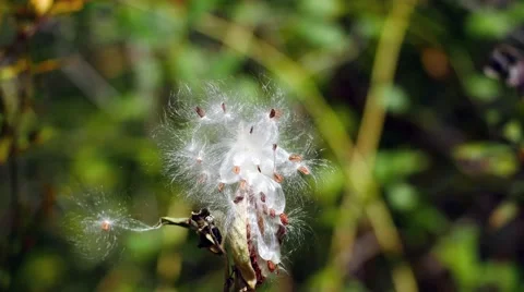 Dandelion IN the Wind Stock Footage 54263148