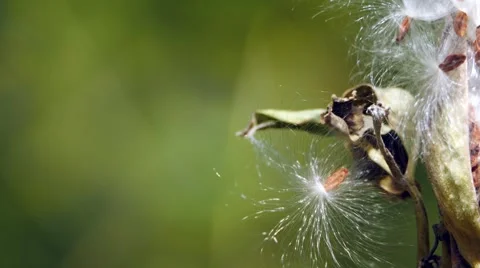 Dandelion IN the Wind Stock Footage 54263313