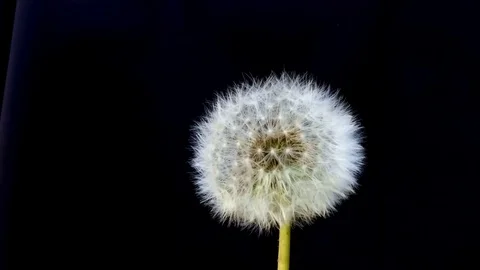 Dandelion in the Wind Stock Footage 75057094