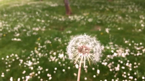 Dandelion in the wind Stock Footage 89156452