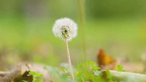 Dandelion in the Wind Vídeos de archivo 124638780