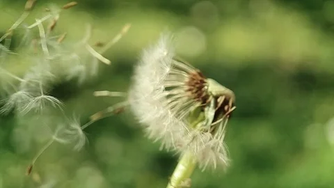 Dandelion on Wind Stock-Footage 129201104