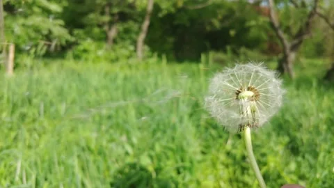 Dandelion In The Wind. 스톡 동영상 155281986