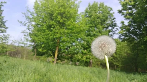 Dandelion In The Wind. Видео 155282052