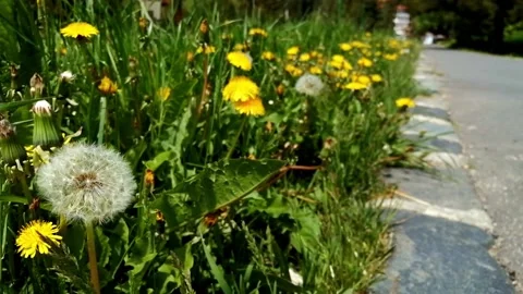 Dandelion in the wind Stock Footage 155331696