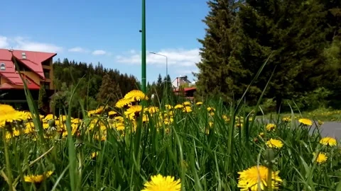 Dandelion in the wind Stock Footage 155331739