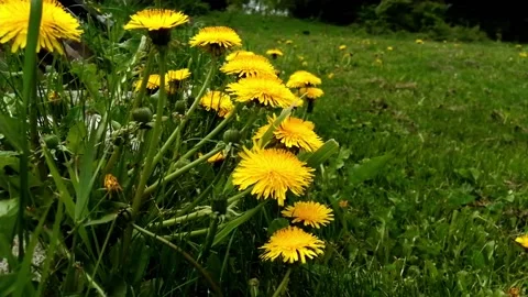 Dandelion in the wind Stock Footage 155331748