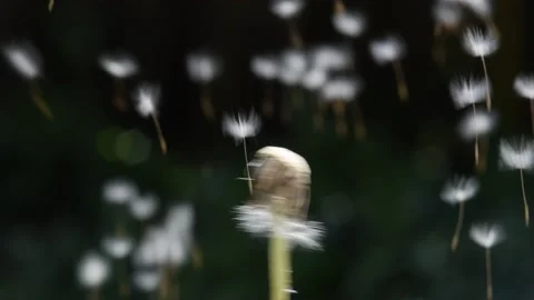 Dandelion in Wind Video stock 179746246