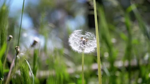Dandelion in the Wind Video stock 293161684