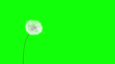 Dandelion on the wind (GreenScreen) Vidéo 11852866