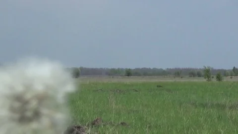 Dandelion in the wind, light motor plane 動画素材 75362141