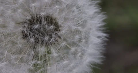 Dandelion in the wind, macro, 4K sloma Stock Footage 244396137