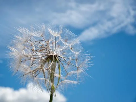 Dandelion on the wind Stock Photos