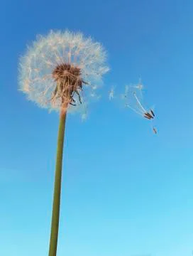 Dandelion Wind Polination Stock Photos