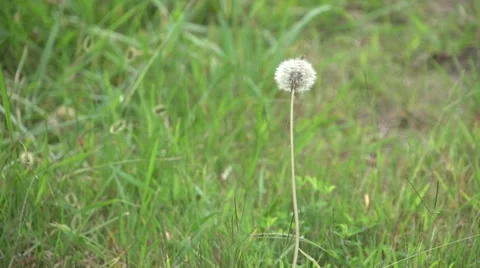 Dandelion Windy Stock Footage 41667444