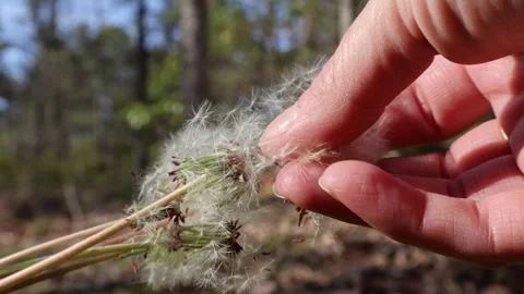 Dandelion Wishes Taking Flight Stock Footage 273769534
