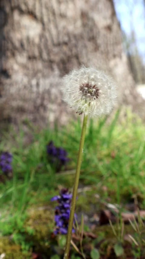 Dandelion Wishes on the Wind Stock Footage 273769017