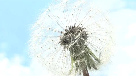 Dandelion in the woods in the spring. Stock Footage 5298187