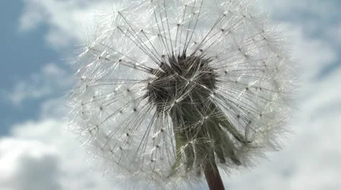 Dandelion in the woods in the spring. 库存影片 5298199
