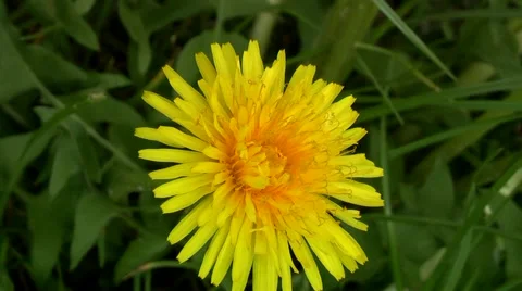 Dandelion in the woods in the spring. Stock Footage 5298216