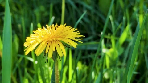 A dandelion with yellow petals. Stock Footage 307400590