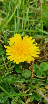 Dandelion - yellow Stock Photos