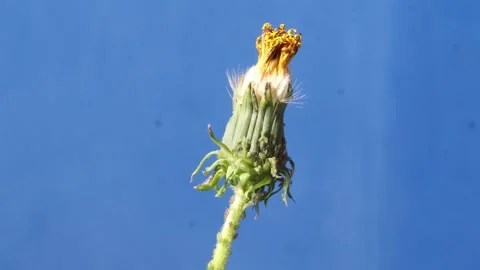 Dandelion1 스톡 동영상 272793827