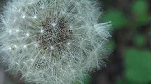 Dandelion#1 Slowed Down Video stock 90467662