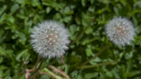 Dandelion(120fps) Stock Footage 329454611