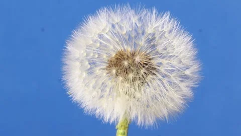 Dandelion2 스톡 동영상 272793442