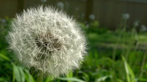 Dandelion#2 (Light Color-grade) Video stock 90467735