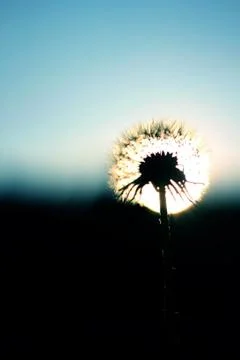 Dandelion_Still Stock Photos