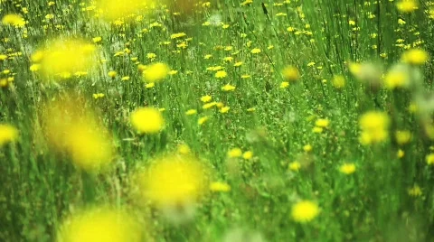 Dandelions 2 Stock Footage 583440