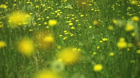 Dandelions 3 Stock Footage 583441