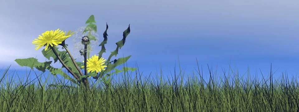 Dandelions - 3D render Illustrazione stock
