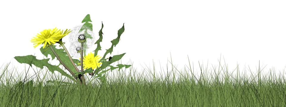 Dandelions - 3D render Stock Illustration