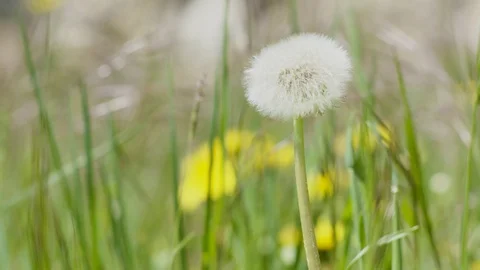 Dandelion's achene in the grass Video stock 128740164