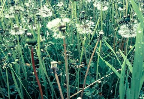 Dandelions after rain Stock Photos