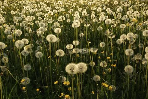 Dandelions against the light Stock Photos
