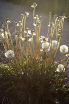 Dandelions against the light Stock Photos